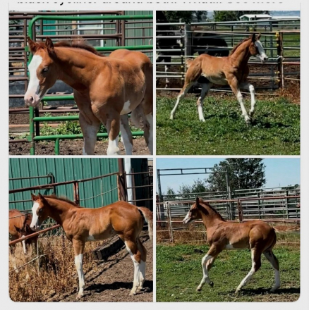 HorseID: 2316642 Extremely  Ultimate - PhotoID: 1104152