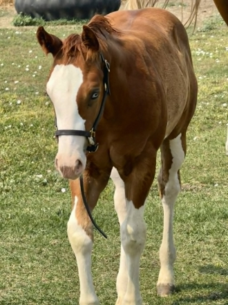 HorseID: 2316642 Extremely  Ultimate - PhotoID: 1104153