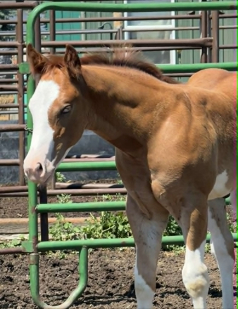 HorseID: 2316642 Extremely  Ultimate - PhotoID: 1104154