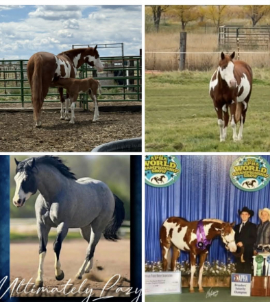 HorseID: 2316642 Extremely  Ultimate - PhotoID: 1104155