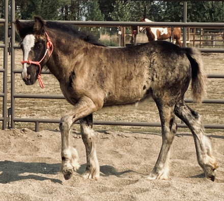 HorseID: 2316681 Brannagh’s Bootlegging Beauty Queen - PhotoID: 1103312