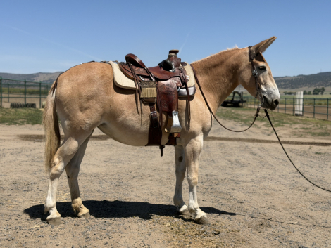 HorseID: 2316746 Barbie - PhotoID: 1103318