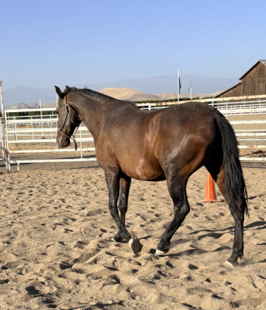 HorseID: 2316748 Valorian - PhotoID: 1103319