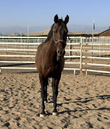 HorseID: 2316748 Valorian - PhotoID: 1103320