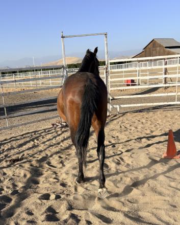 HorseID: 2316748 Valorian - PhotoID: 1103321