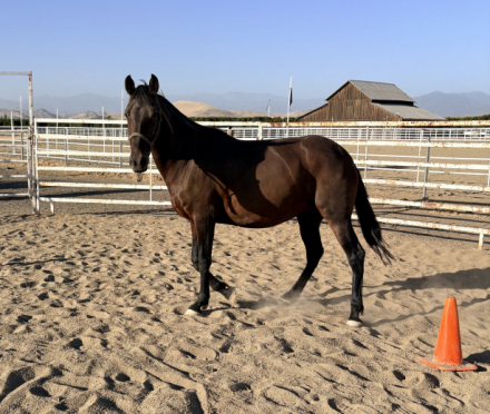 HorseID: 2316748 Valorian - PhotoID: 1103322