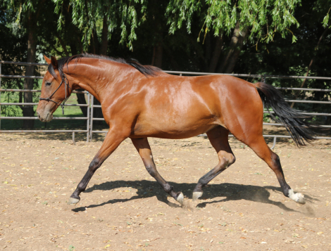 HorseID: 2316754 HS Cool River Anastasia - PhotoID: 1103328