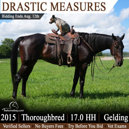 HorseID: 2316760 Drastic Measures - PhotoID: 1103334