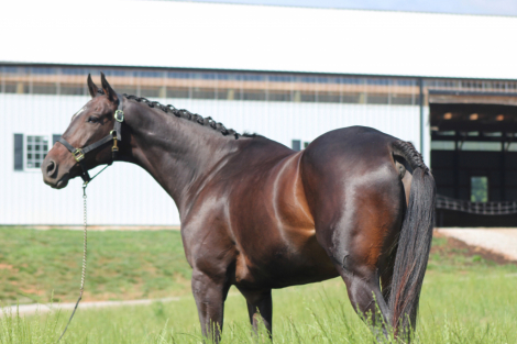 HorseID: 2316760 Drastic Measures - PhotoID: 1103335