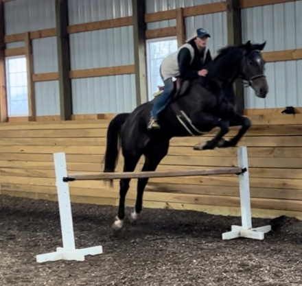 HorseID: 2316760 Drastic Measures - PhotoID: 1103336
