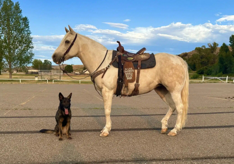 HorseID: 2316761 Lilly - PhotoID: 1103340