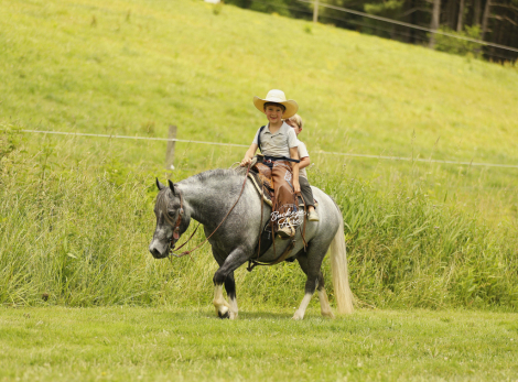HorseID: 2316763 Chase - PhotoID: 1103342