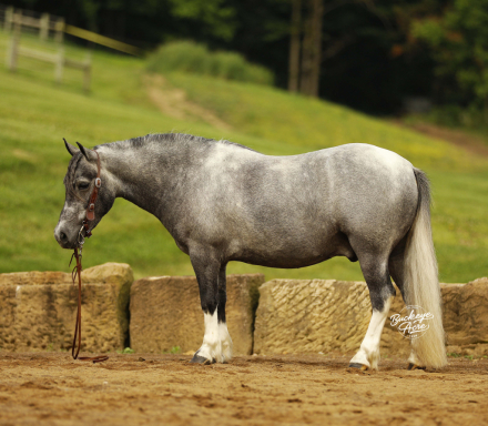 HorseID: 2316763 Chase - PhotoID: 1103343