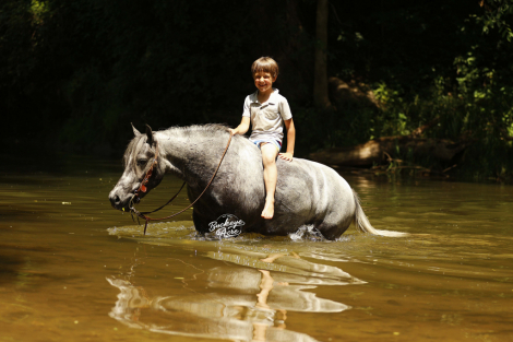 HorseID: 2316763 Chase - PhotoID: 1103344