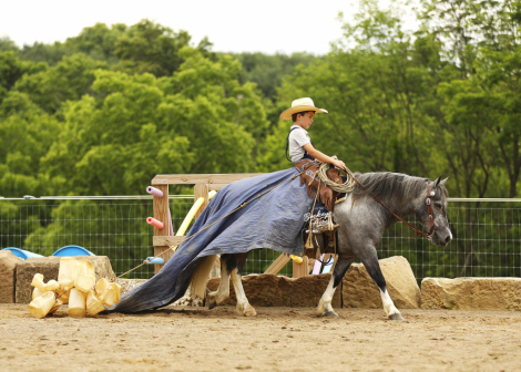 HorseID: 2316763 Chase - PhotoID: 1103345