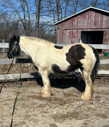 HorseID: 2316765 Stardust's Porsche - PhotoID: 1103348