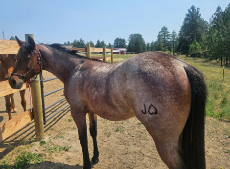 HorseID: 2316770 JHEART ROJO TROUBLE - PhotoID: 1103359
