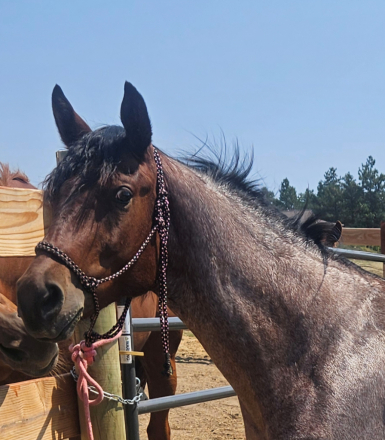 HorseID: 2316770 JHEART ROJO TROUBLE - PhotoID: 1103360
