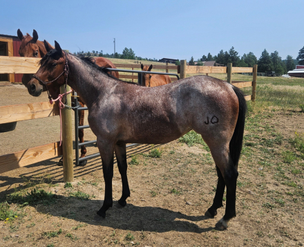 HorseID: 2316770 JHEART ROJO TROUBLE - PhotoID: 1103361