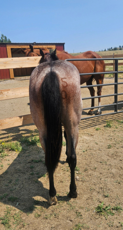 HorseID: 2316770 JHEART ROJO TROUBLE - PhotoID: 1103362