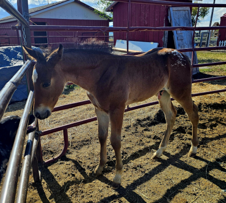 HorseID: 2316771 TNR JACK OF DIAMONDS - PhotoID: 1103363