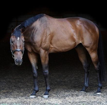 HorseID: 2316774 Requiem for Reverie - PhotoID: 1103365