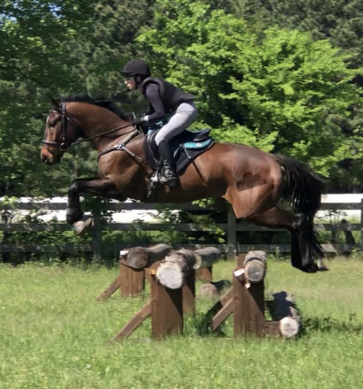 HorseID: 2316774 Requiem for Reverie - PhotoID: 1103366