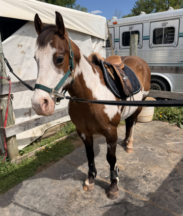 HorseID: 2316776 Rapidash - PhotoID: 1103369