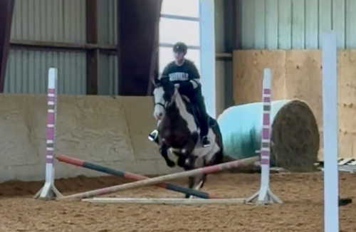 HorseID: 2316776 Rapidash - PhotoID: 1103371