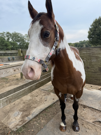 HorseID: 2316776 Rapidash - PhotoID: 1103372