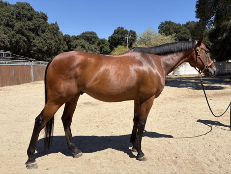 HorseID: 2316779 Just Fishin - PhotoID: 1103373
