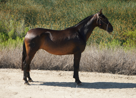 HorseID: 2316785 Dana de Castellon - PhotoID: 1103375