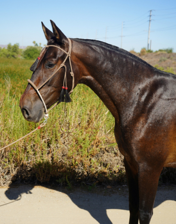 HorseID: 2316785 Dana de Castellon - PhotoID: 1103376
