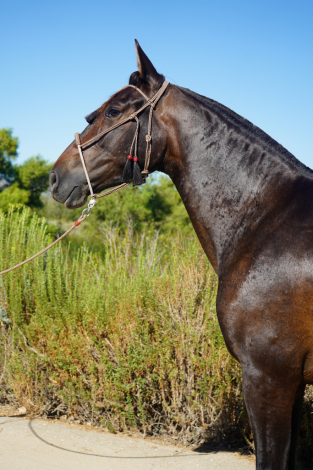 HorseID: 2316785 Dana de Castellon - PhotoID: 1103377