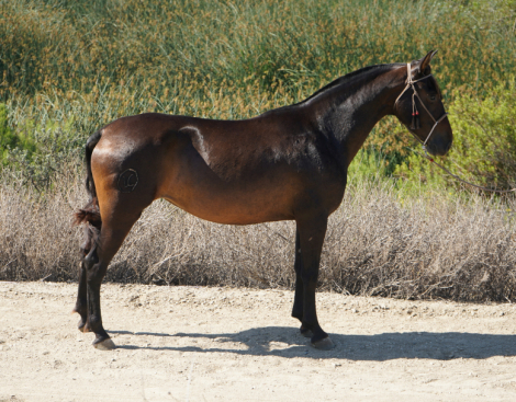 HorseID: 2316785 Dana de Castellon - PhotoID: 1103378