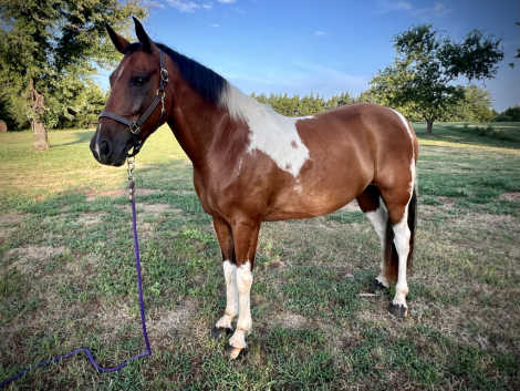 HorseID: 2316790 Bay Ride Outlaw - PhotoID: 1103449
