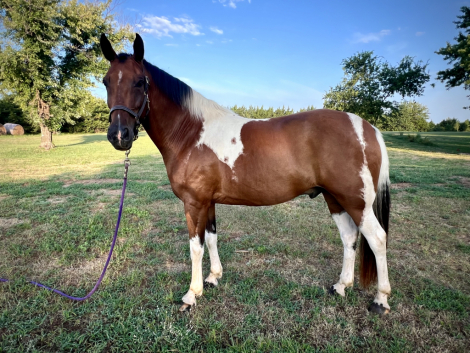 HorseID: 2316790 Bay Ride Outlaw - PhotoID: 1103450