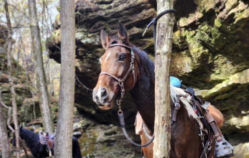 HorseID: 2316790 Bay Ride Outlaw - PhotoID: 1103452