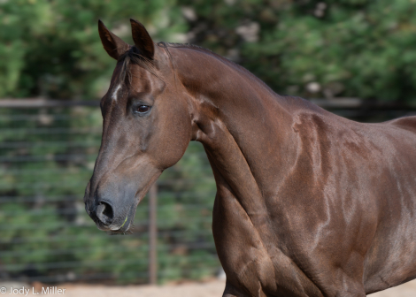 HorseID: 2316793 CANDY APPLE MARTINI - PhotoID: 1103384