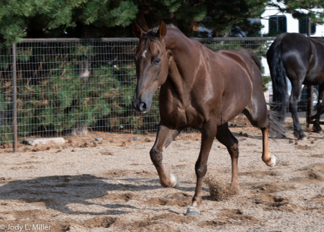 HorseID: 2316793 CANDY APPLE MARTINI - PhotoID: 1103385