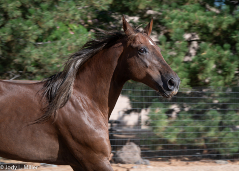 HorseID: 2316793 CANDY APPLE MARTINI - PhotoID: 1103386