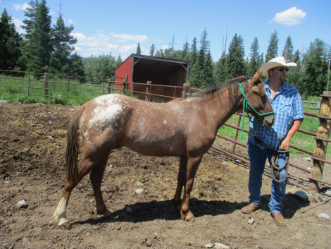 HorseID: 2316803 NEEMEEPOOS FOXY - PhotoID: 1103409