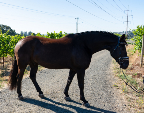 HorseID: 2316806 Beau - PhotoID: 1103388