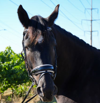 HorseID: 2316806 Beau - PhotoID: 1103389