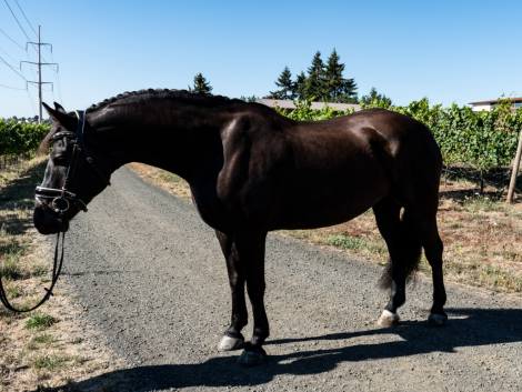 HorseID: 2316806 Beau - PhotoID: 1103390