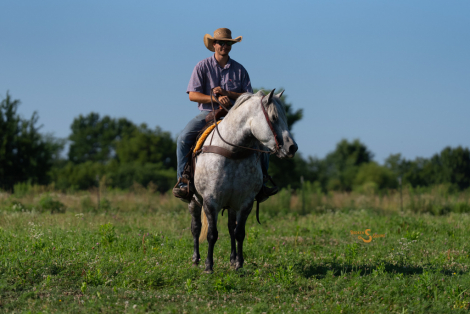 HorseID: 2316809 Cleopatra - PhotoID: 1103392