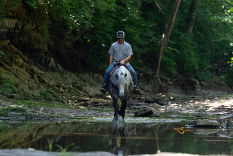 HorseID: 2316809 Cleopatra - PhotoID: 1103393