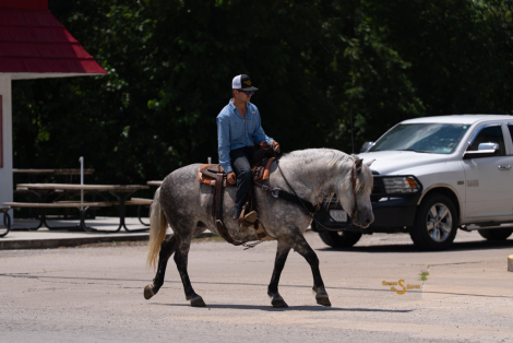 HorseID: 2316809 Cleopatra - PhotoID: 1103394