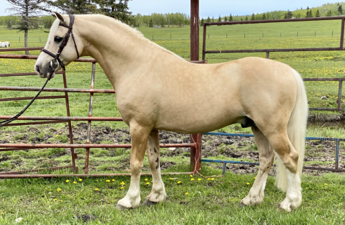 HorseID: 2316815 Halcyonia Trigger - PhotoID: 1103396