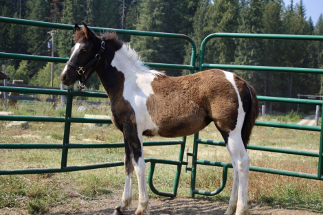 HorseID: 2316817 Moji - PhotoID: 1103397